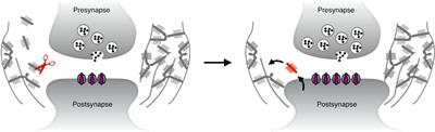 Extracellular Matrix Recycling as a Novel Plasticity Mechanism With a Potential Role in Disease